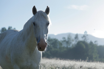 Reiten in de Anden, Chile und Argentinien, Die Pferde von Antilco: Moro